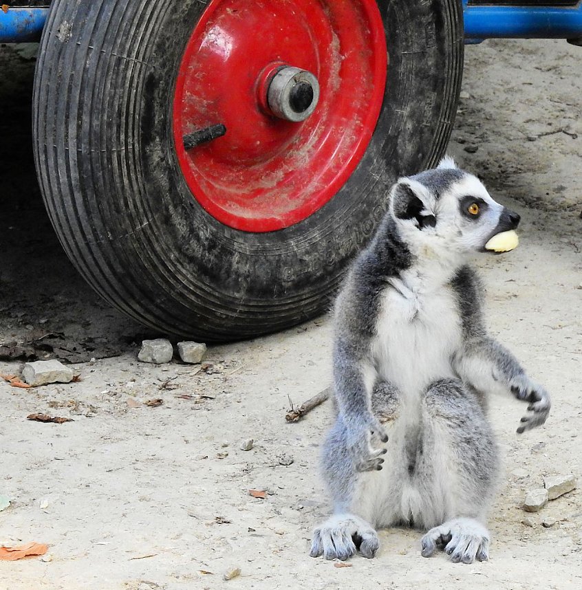 Gleich 12 mal konnte man sich im Affenwald auf dem Strau&szlig;berg &uuml;ber Nachwuchs freuen