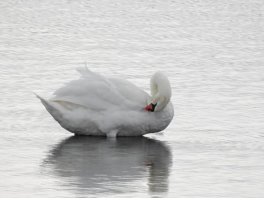 Flugshow der Kraniche