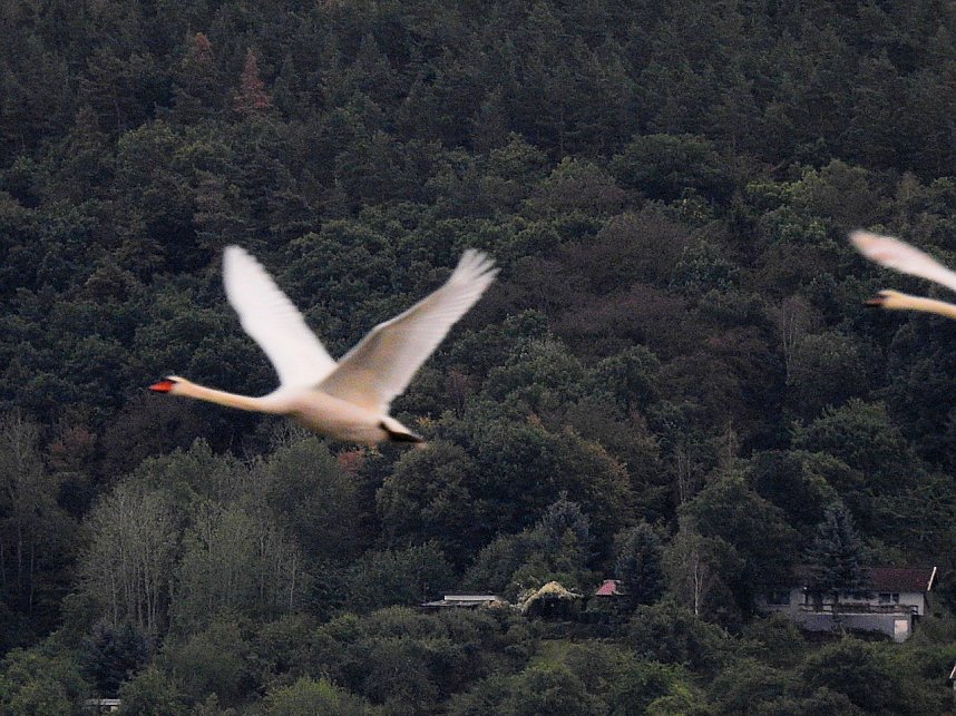 Flugshow der Kraniche