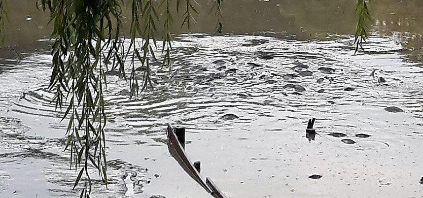 M&uuml;llabladeplatz Schlosspark?