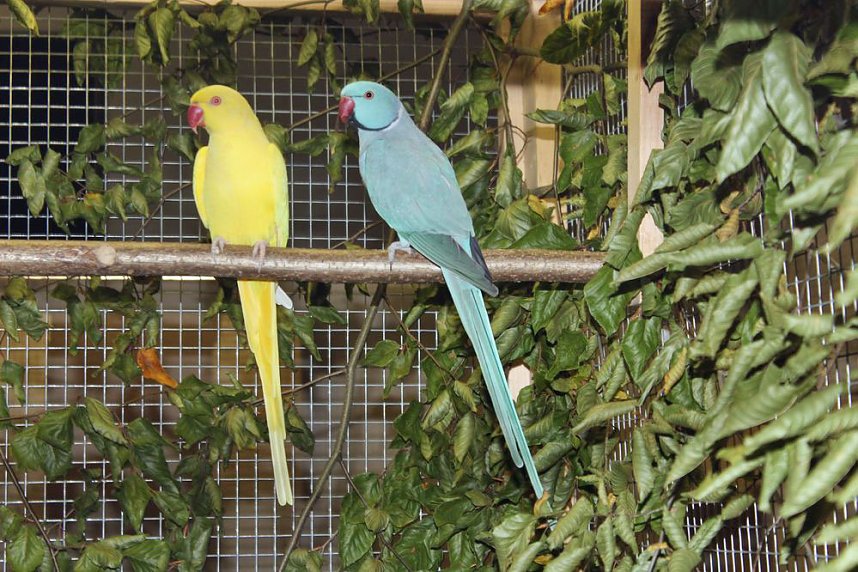 Viele exotische V&ouml;gel zu sehen