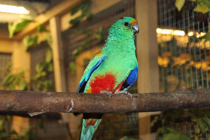 Viele exotische V&ouml;gel zu sehen