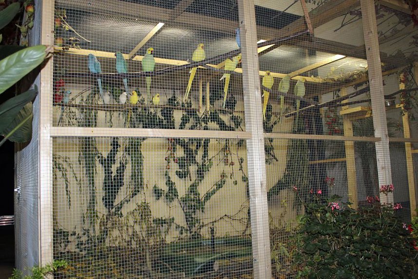 Viele exotische V&ouml;gel zu sehen