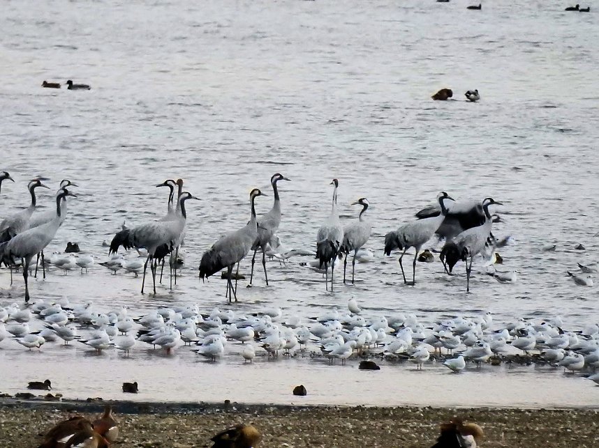 Kraniche am Stausee Kelbra