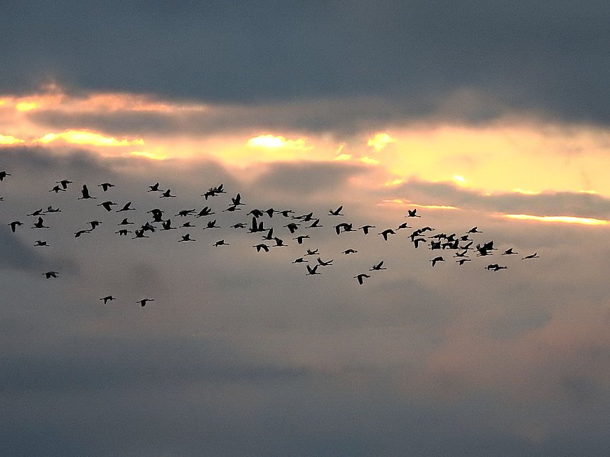 Kraniche am Stausee Kelbra