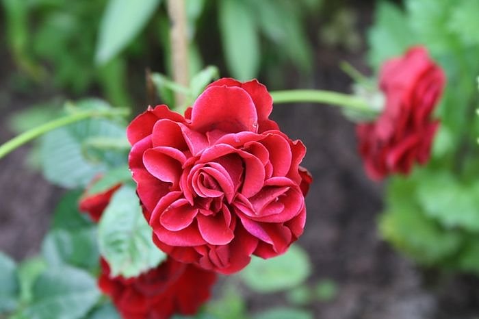 Garten-Sch&ouml;nheiten