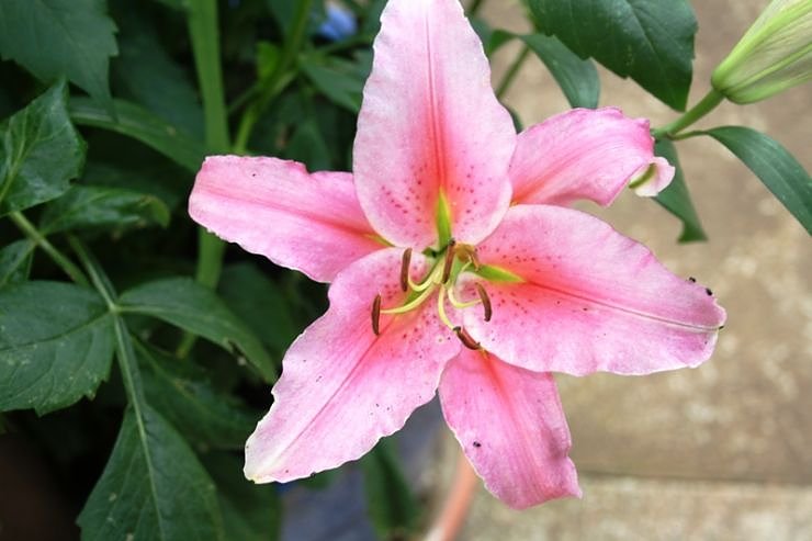 Garten-Sch&ouml;nheiten