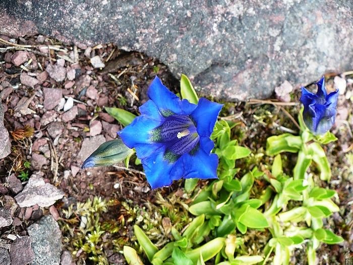 Garten-Sch&ouml;nheiten