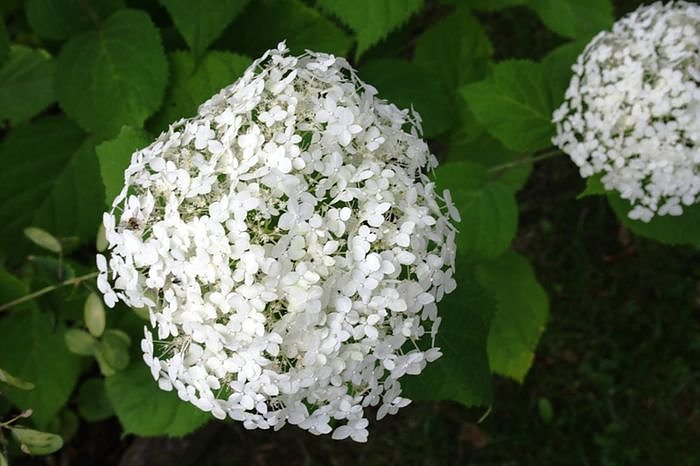 Garten-Sch&ouml;nheiten