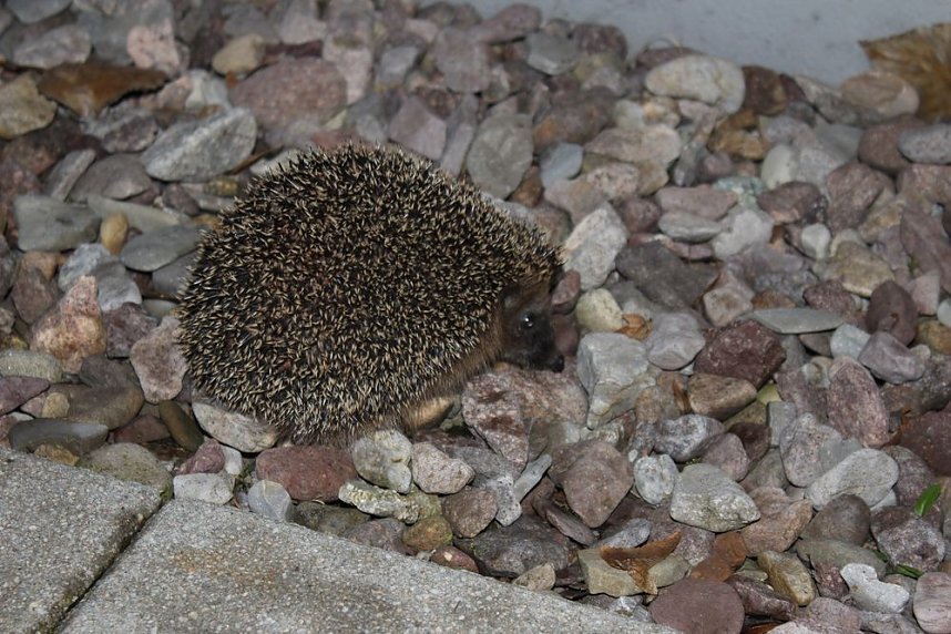  Ehrenamtsgala in Artern.