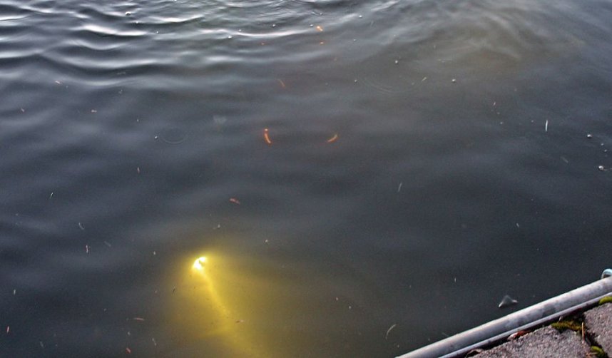 Massenansturm zum Weihnachtstauchen