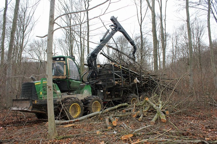 Holzernte in Seega