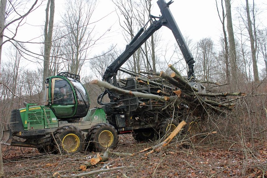Holzernte in Seega