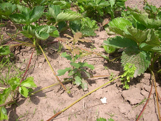B&auml;ume im Garten