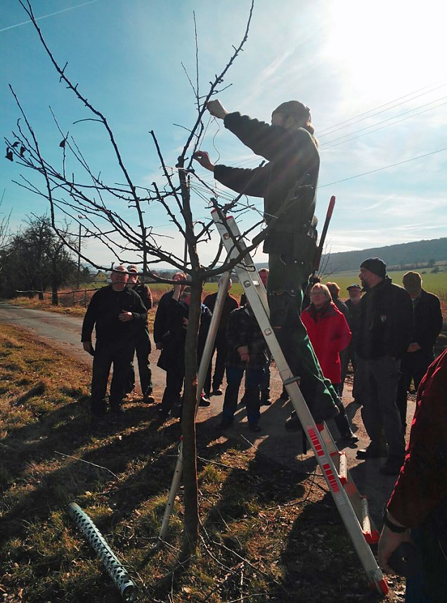 B&auml;ume verschnitten