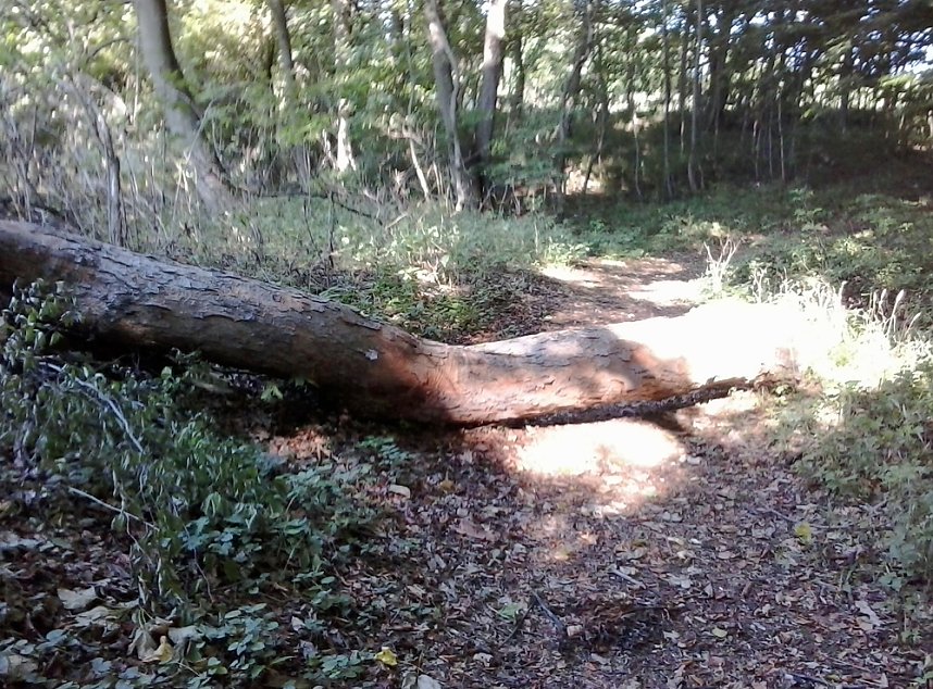 Possenlauf bald als Hindernisrennen wegen Urwald?