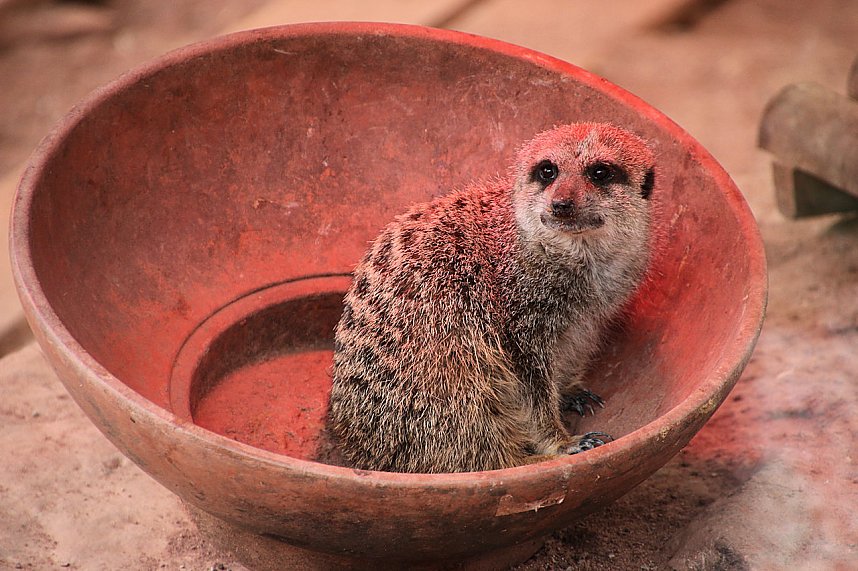 Besuch auf dem Possen