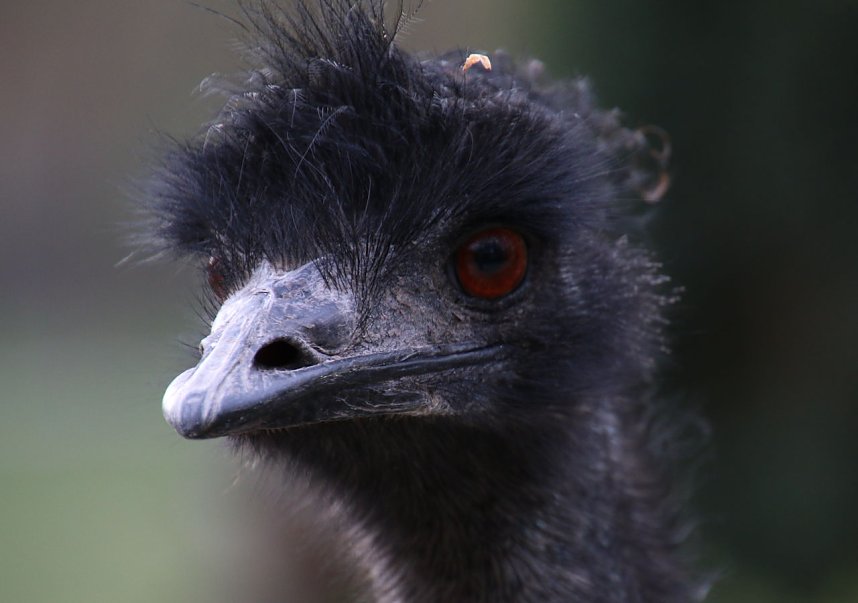 Besuch auf dem Possen