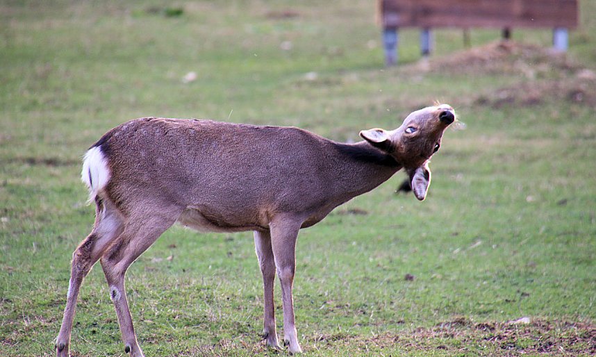 Besuch auf dem Possen