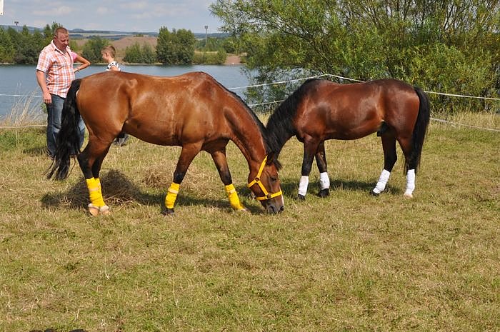 Kampf der Giganten Sundhausen