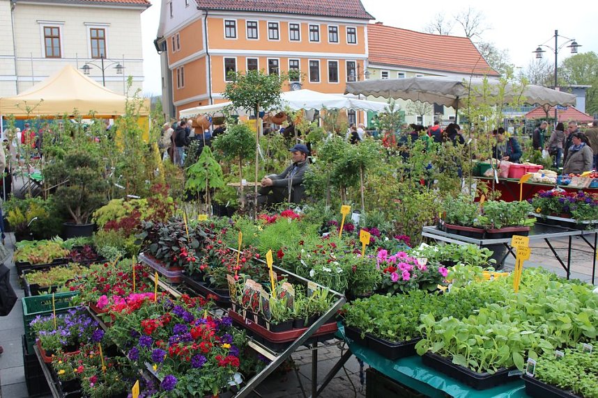 Gr&uuml;ne und bunte Oase Sondershausen