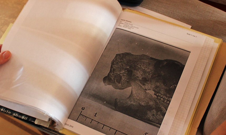 Murmeltiere in Sondershausen?