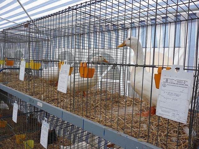 Rassengefl&uuml;gelausstellung in Bad Frankenhausen