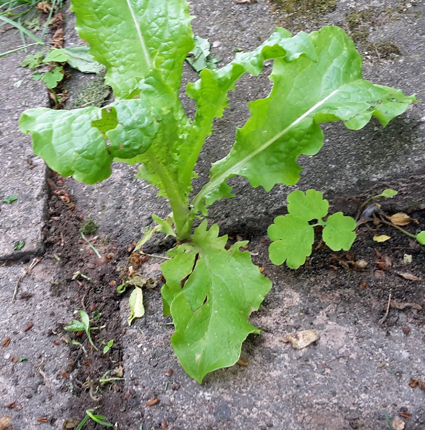 Zum Schmunzeln oder Kleing&auml;rtner in N&ouml;ten?