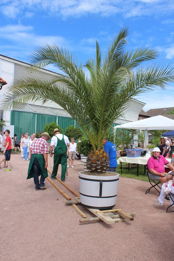 Orangeriefest in Bendeleben