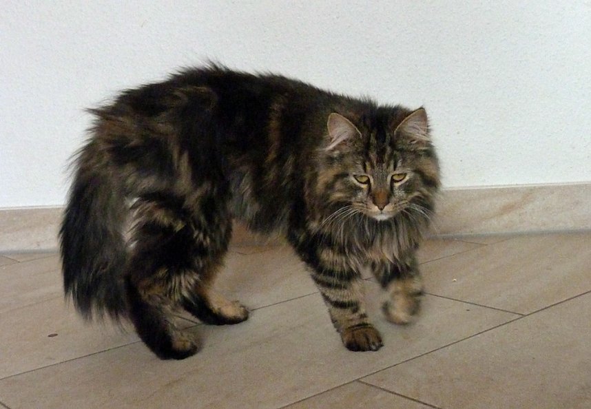 Kater in Sondershausen vermisst.