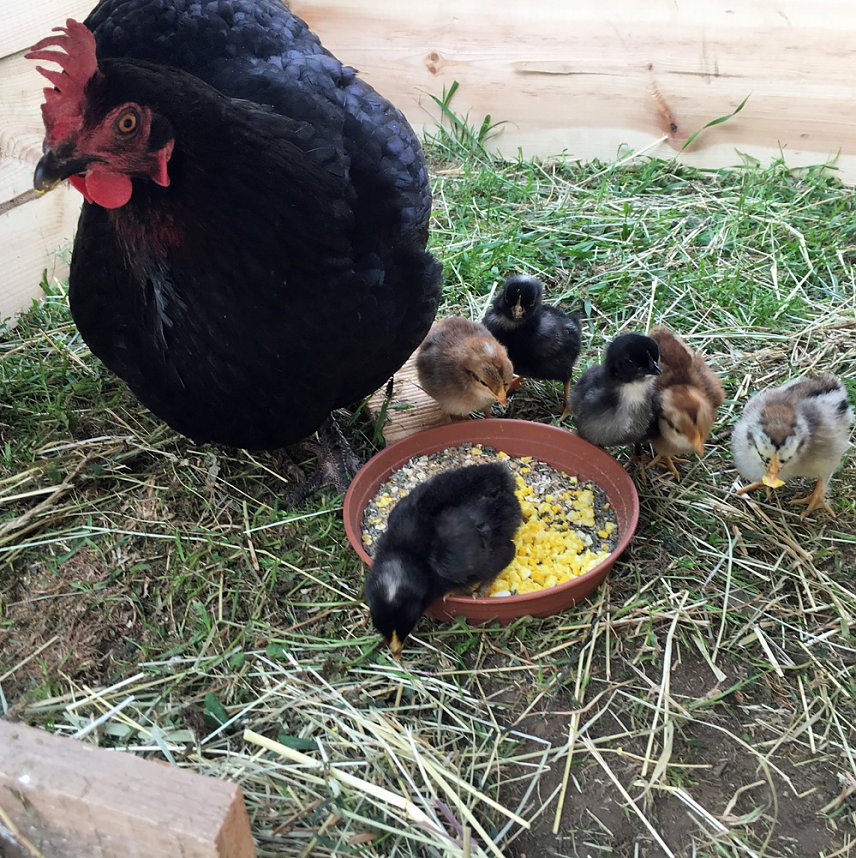 Erdbeerzeit, sch&ouml;ne Zeit