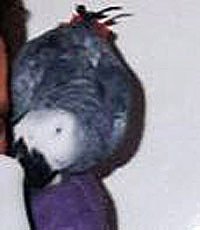 Graupapagei entflogen,