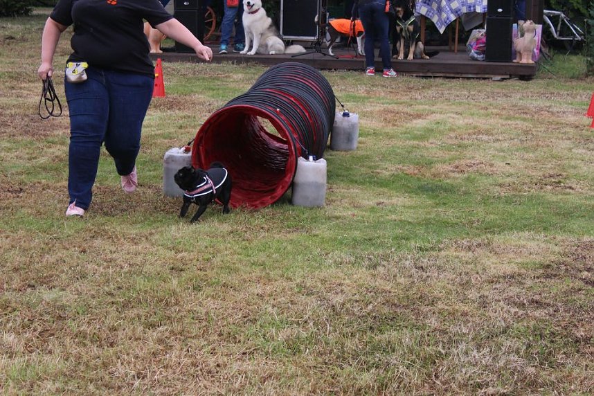 Jubil&auml;en bei den Tiersch&uuml;tzern