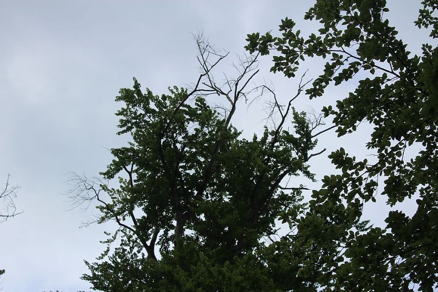 Waldbegehung am Possen im unterschiedlicher Resonanz