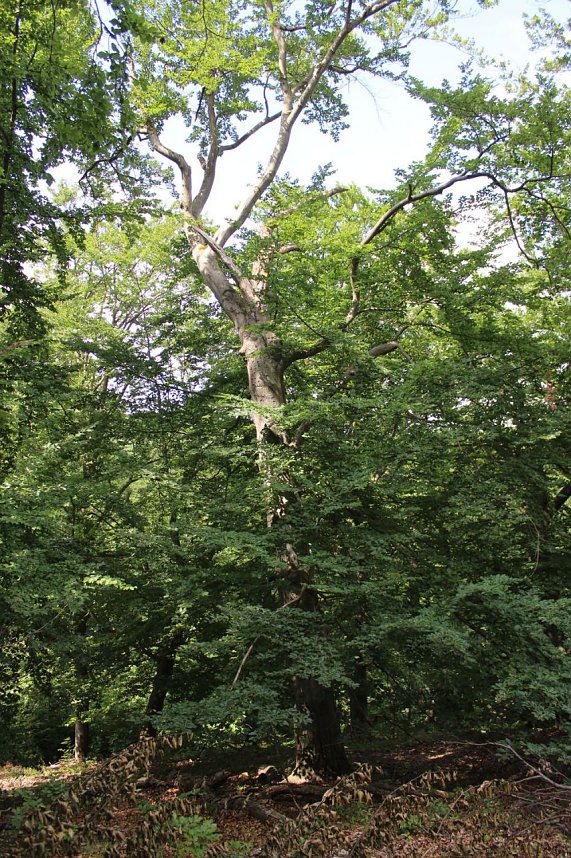 Waldbegehung am Possen im unterschiedlicher Resonanz