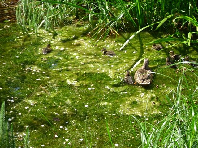 WB 4 besuchte Europa-Rosarium Sangerhausen