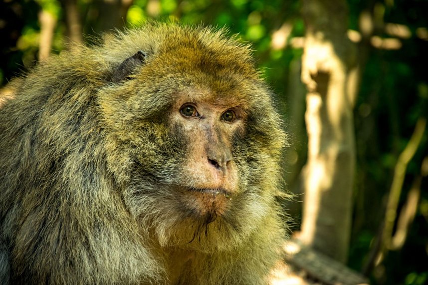 Besuch bei den Affen am Strau&szlig;berg