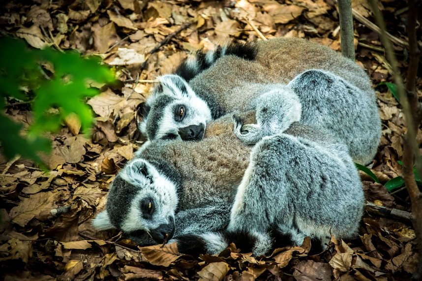 Besuch bei den Affen am Strau&szlig;berg