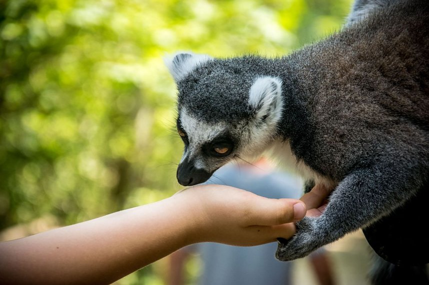 Besuch bei den Affen am Strau&szlig;berg