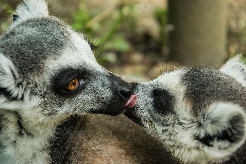 Besuch bei den Affen am Strau&szlig;berg
