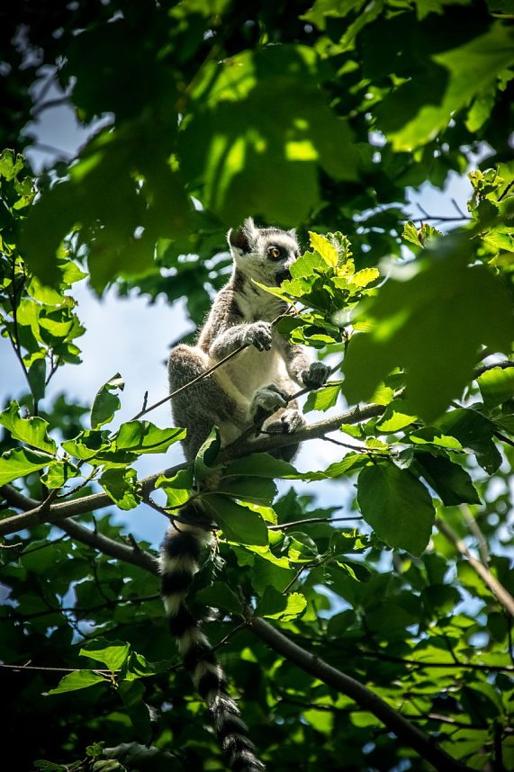Besuch bei den Affen am Strau&szlig;berg
