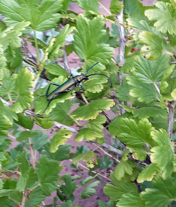 G&auml;ste im Garten