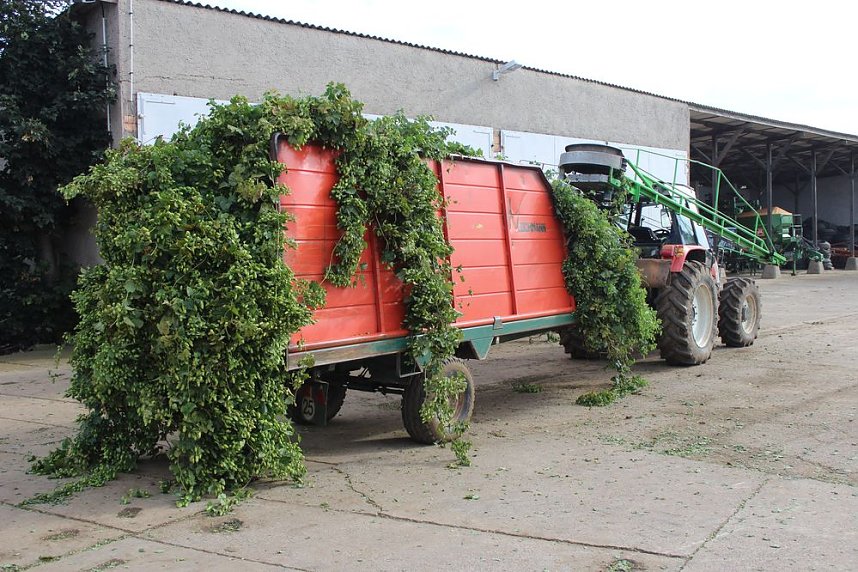 Start der Hopfenernte in Gro&szlig;enehrich
