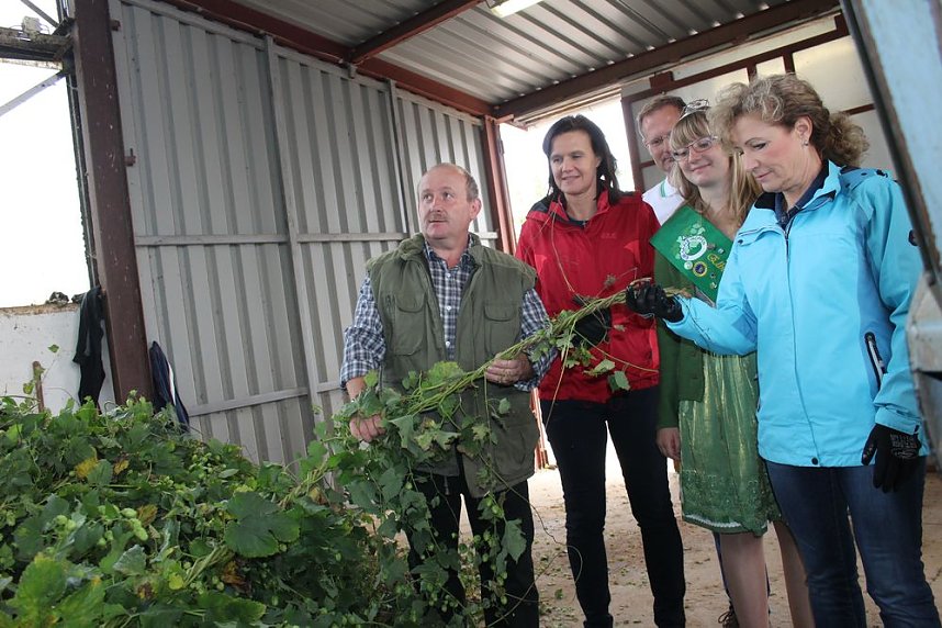 Start der Hopfenernte in Gro&szlig;enehrich