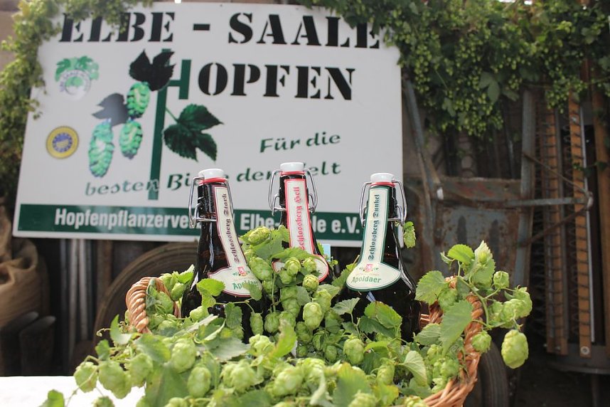 Start der Hopfenernte in Gro&szlig;enehrich