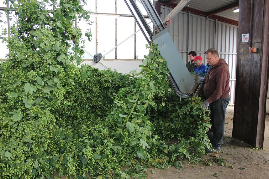 Start der Hopfenernte in Gro&szlig;enehrich