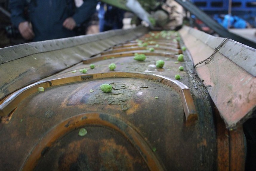 Start der Hopfenernte in Gro&szlig;enehrich