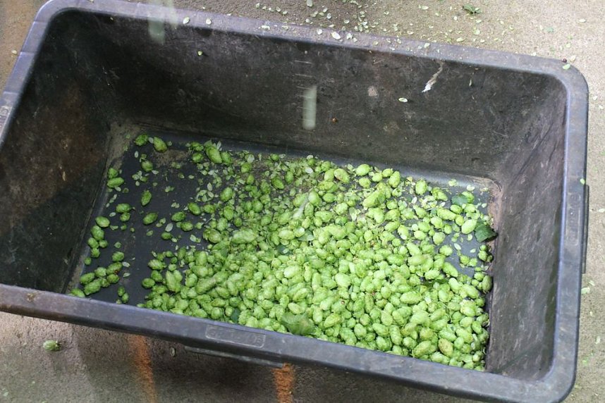 Start der Hopfenernte in Gro&szlig;enehrich