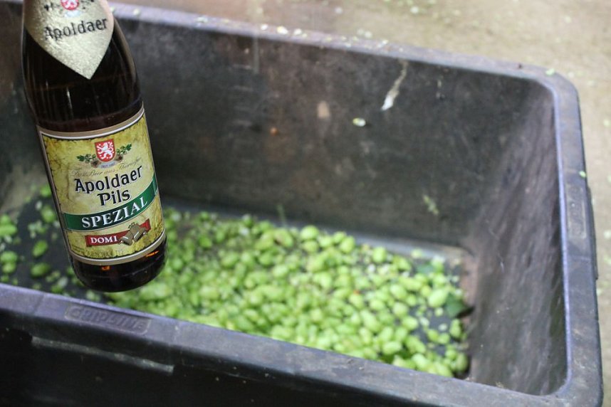 Start der Hopfenernte in Gro&szlig;enehrich