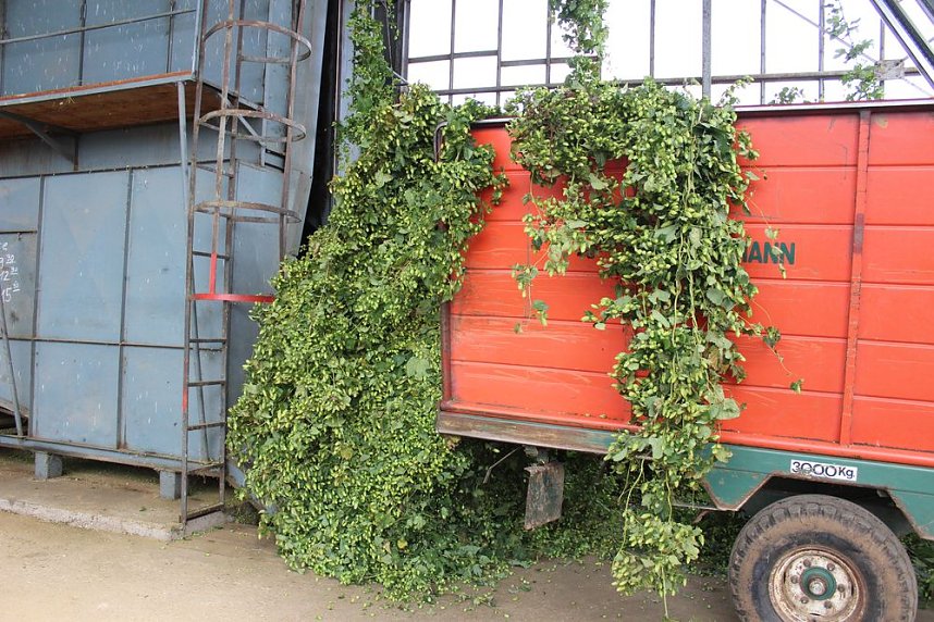 Start der Hopfenernte in Gro&szlig;enehrich